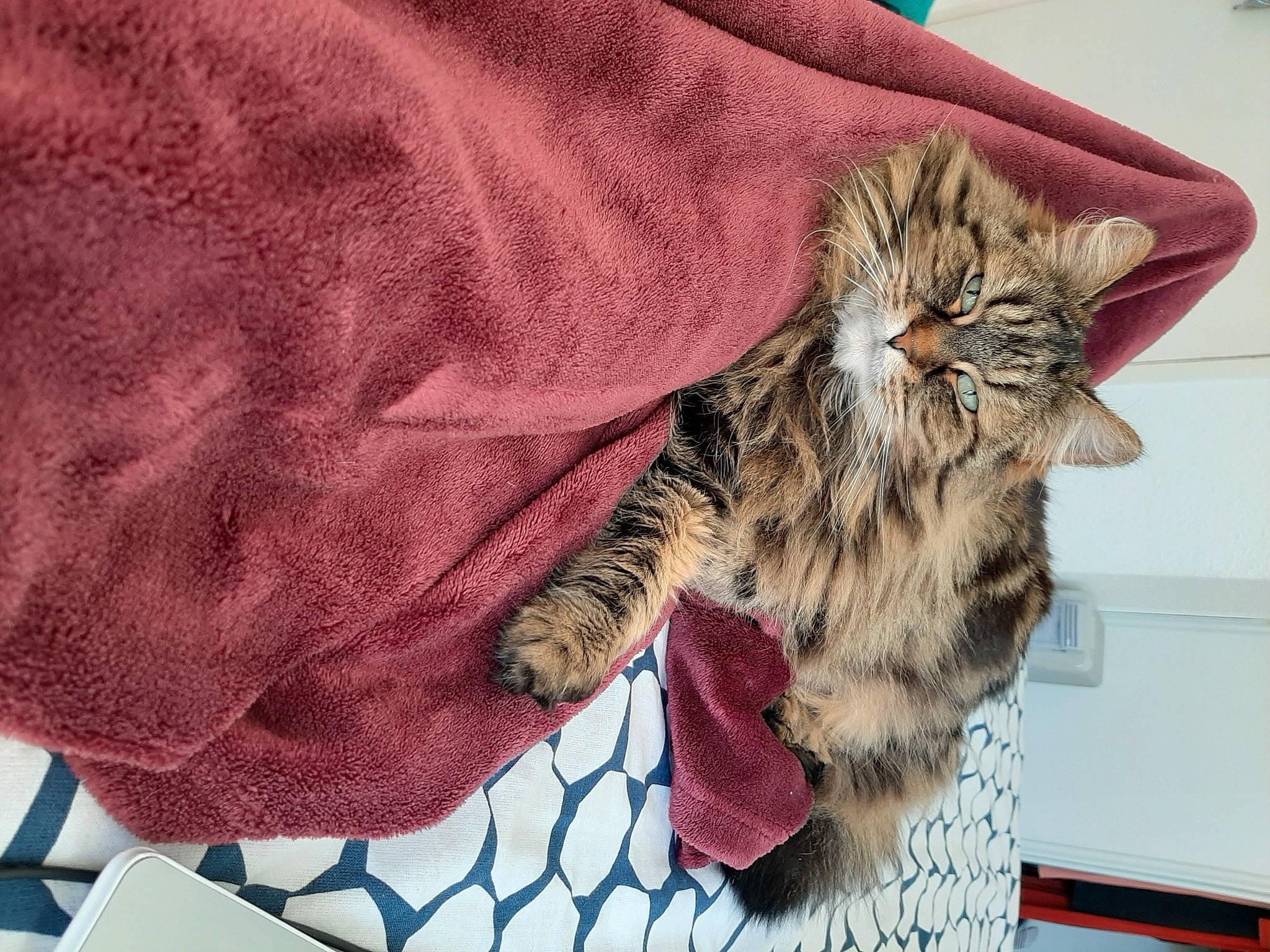 Sophie a rejoint le concours — aidez-le/la à gagner de superbes lots ! carnivore, cat, felidae, fur, linens, small_to_medium_sized_cats, tabby_cat, textile, whiskers