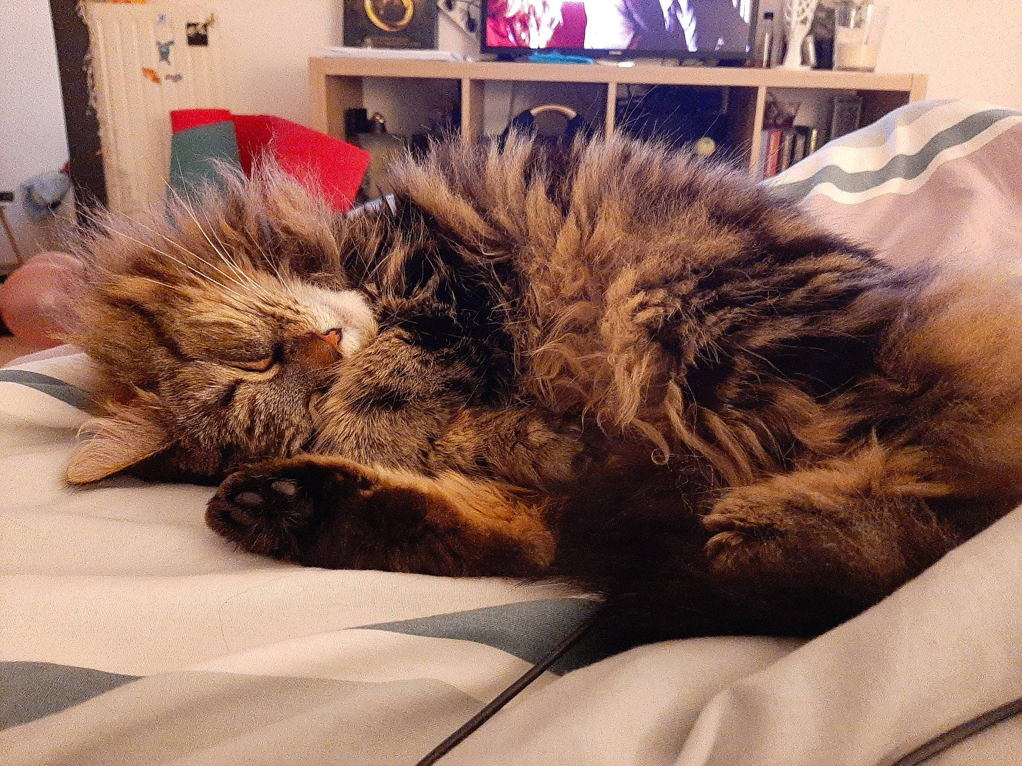 Sophie a rejoint le concours — aidez-le/la à gagner de superbes lots ! bed, cable_television, carnivore, cat, comfort, display_device, felidae, fur, home, interior_design, led_backlit_lcd_display, linens, nap, picture_frame, room, sleep, small_to_medium_sized_cats, television_set, textile