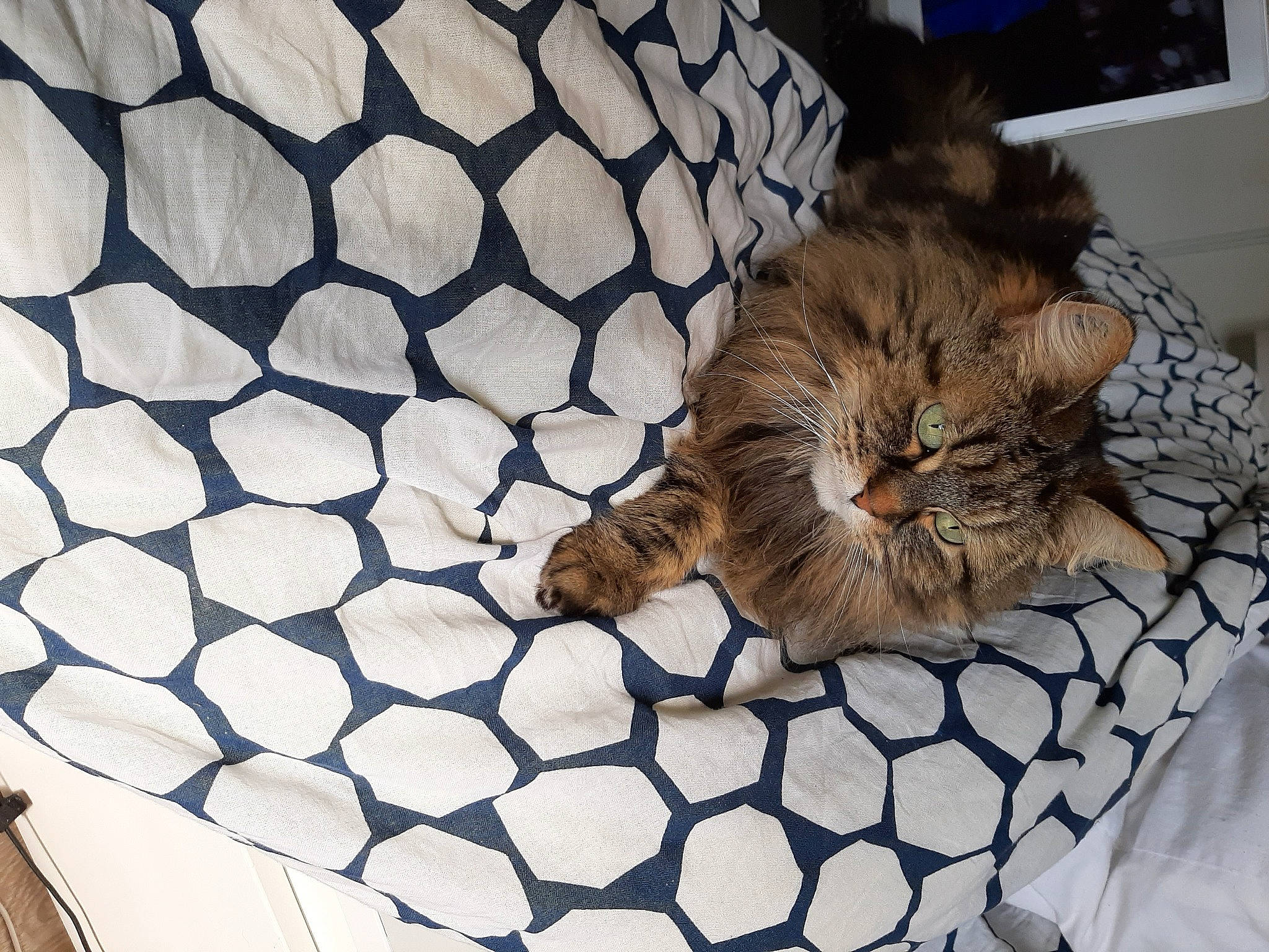 Sophie participe au concours pour gagner de l'argent avec cette photo : carnivore, cat, felidae, fur, mesh, natural_material, pet_supply, picture_frame, small_to_medium_sized_cats, whiskers, wire_fencing