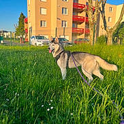Taka participe au concours pour gagner de l'argent avec cette photo : animal, apartment, blue_sky, building, car, daytime, dog, fence, field, grass, leash, nature, outdoor, pet, siberian_husky, suburb, sunlight, tongue_out, tree, walking