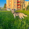 animal, apartment, blue_sky, building, car, daytime, dog, fence, field, grass, leash, nature, outdoor, pet, siberian_husky, suburb, sunlight, tongue_out, tree, walking