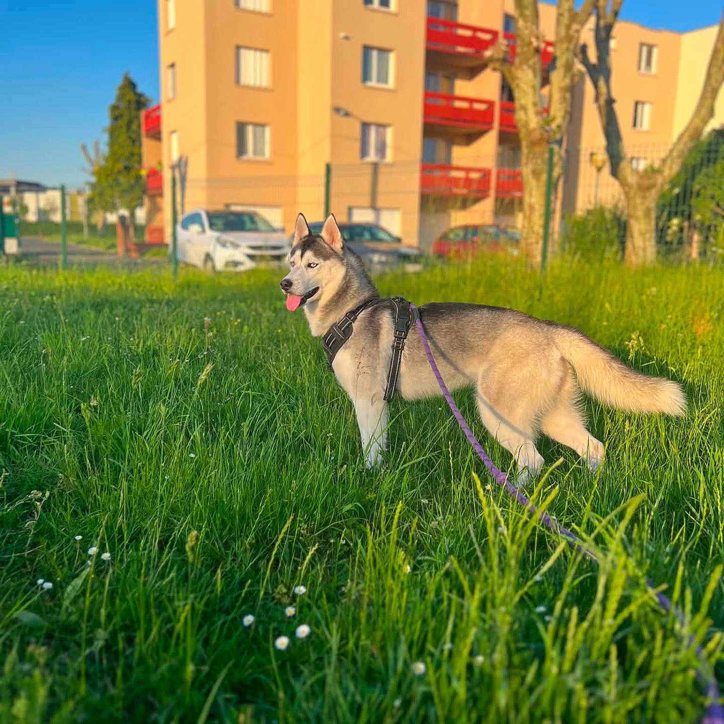 Taka participe au concours pour gagner de l'argent avec cette photo : animal, apartment, blue_sky, building, car, daytime, dog, fence, field, grass, leash, nature, outdoor, pet, siberian_husky, suburb, sunlight, tongue_out, tree, walking