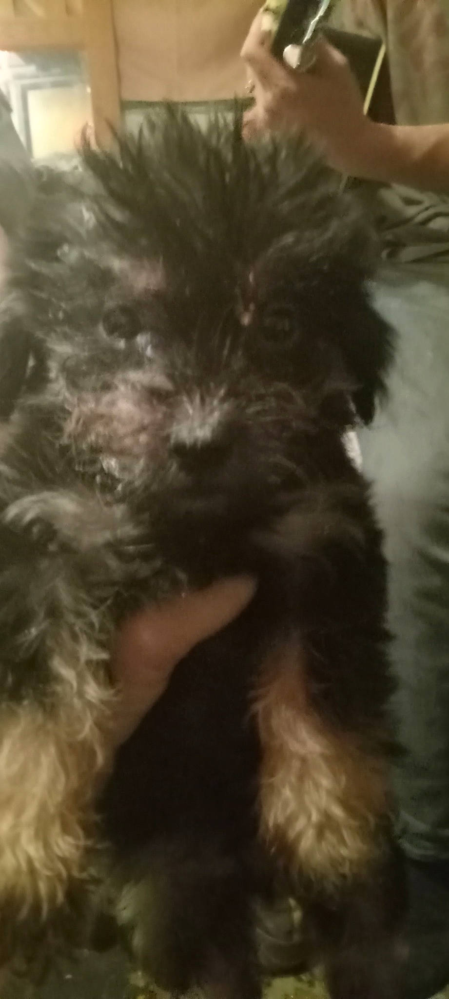 Daisy And Little Bit is registered to the contest to win money with this photo: canidae, carnivore, companion_dog, dog, dog_breed, fur, liver, maltepoo, poodle_crossbreed, puppy, puppy_love, shih_poo, small_terrier, snout, sporting_group, terrier, toy_dog, water_dog, working_animal, yorkipoo