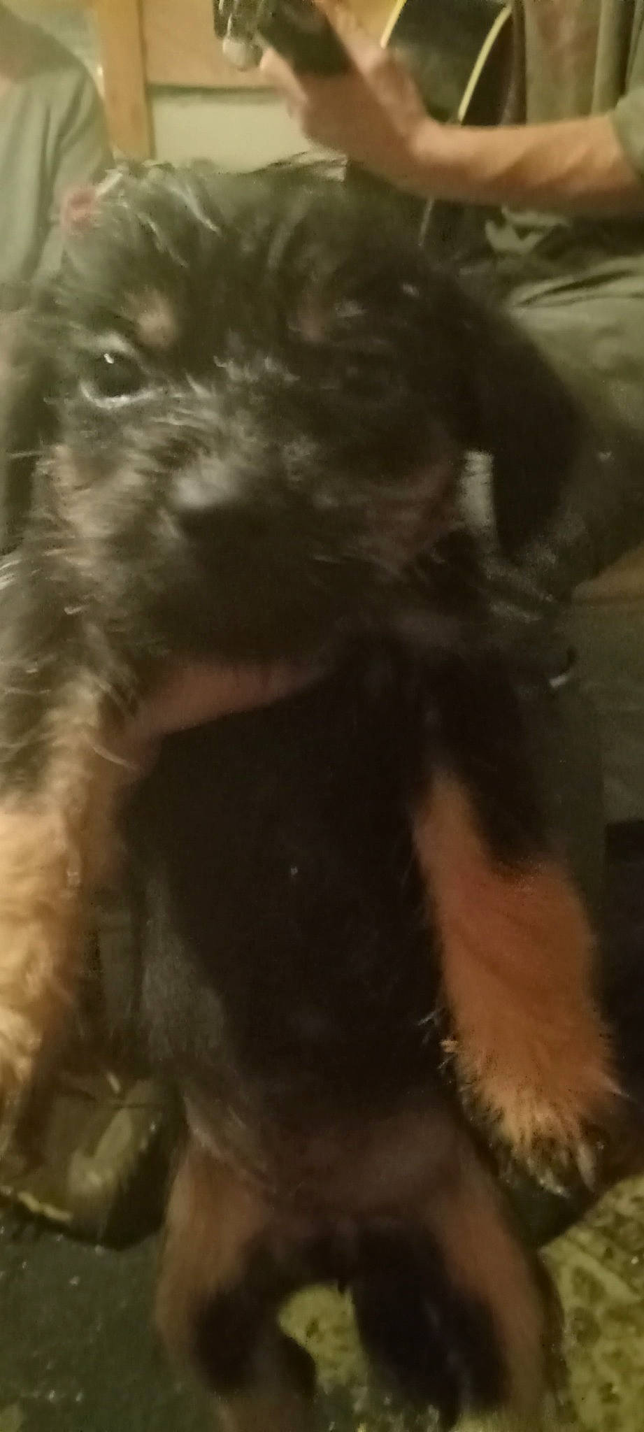 Daisy And Little Bit is registered to the contest to win money with this photo: canidae, carnivore, companion_dog, dog, dog_breed, fur, non_sporting_group, puppy, schnauzer, small_terrier, snout, sporting_group, standard_schnauzer, terrestrial_animal, terrier, toy_dog, working_animal, working_dog