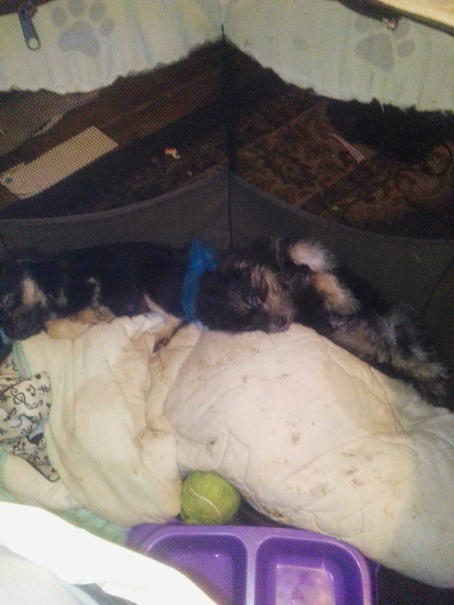 Daisy And Little Bit is registered to the contest to win money with this photo: carnivore, cloud, comfort, companion_dog, couch, dog, dog_bed, dog_breed, felidae, fur, linens, mammal, room, small_to_medium_sized_cats, sporting_group, stuffed_toy, tail, textile, toy, whiskers