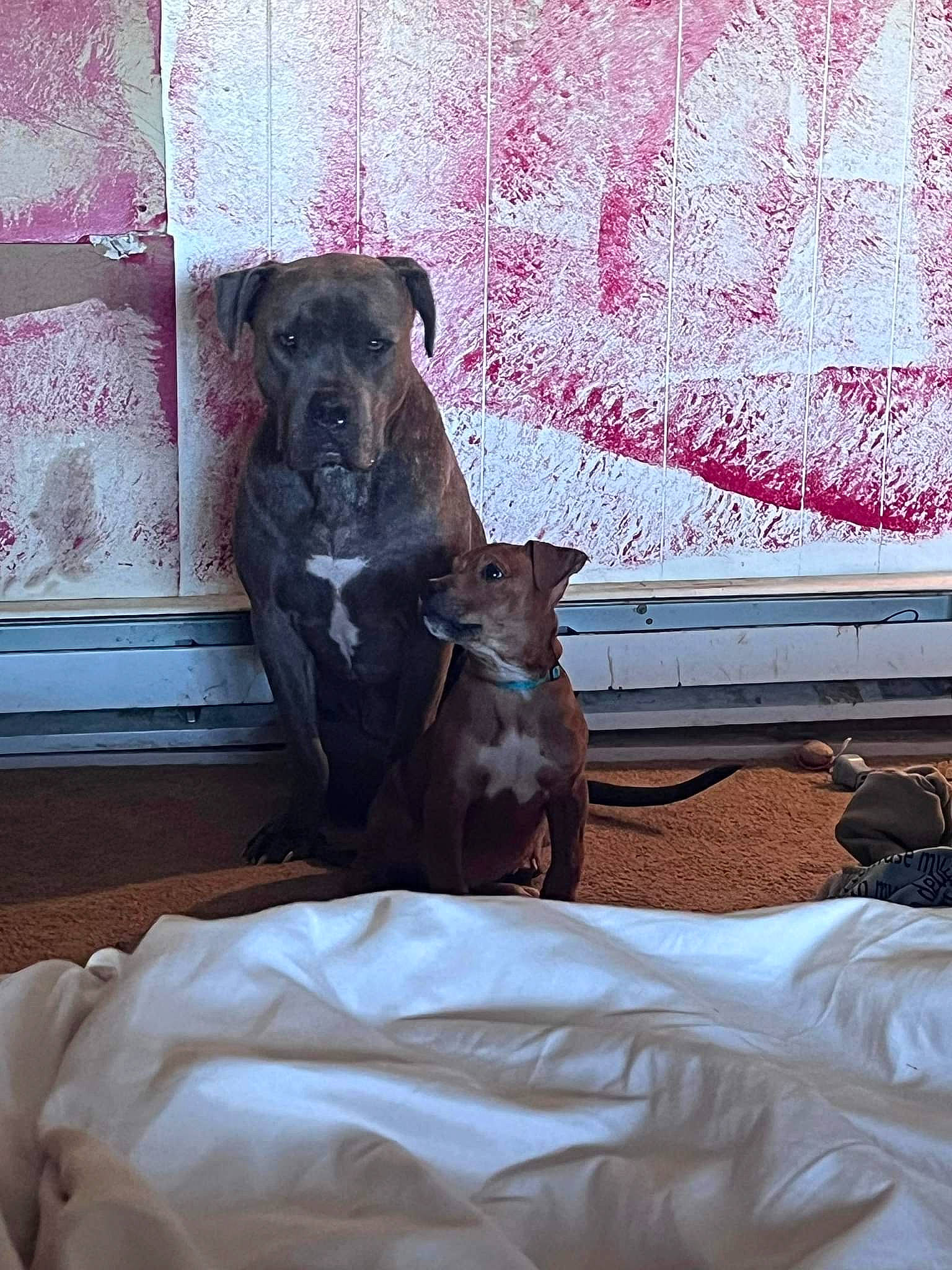 Boss is registered to the contest to win money with this photo: carnivore, comfort, companion_dog, dog, dog_breed, fawn, felidae, fur, hardwood, linens, magenta, room, snout, sporting_group, terrestrial_animal, textile, tints_and_shades, window, wood, working_animal