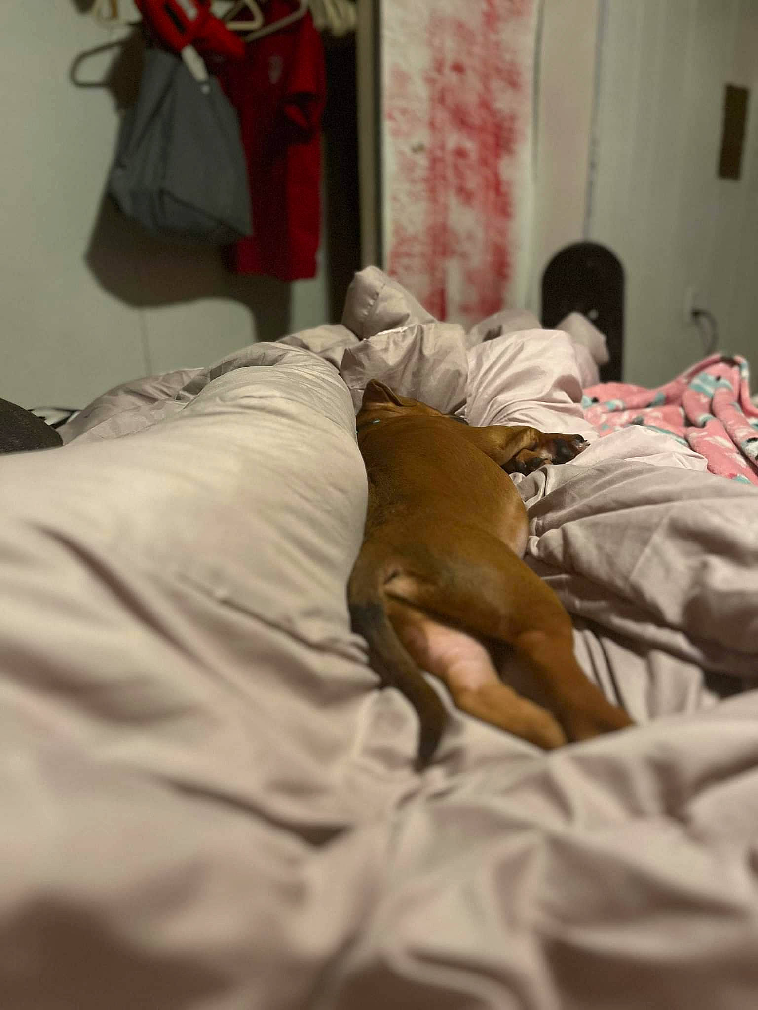 Boss joined the competition — help win amazing prizes! bed, bed_sheet, bedding, bedroom, blanket, carmine, child, comfort, duvet, flooring, health_care, hospital, human_leg, knee, linens, medical, room, service, t_shirt, wood