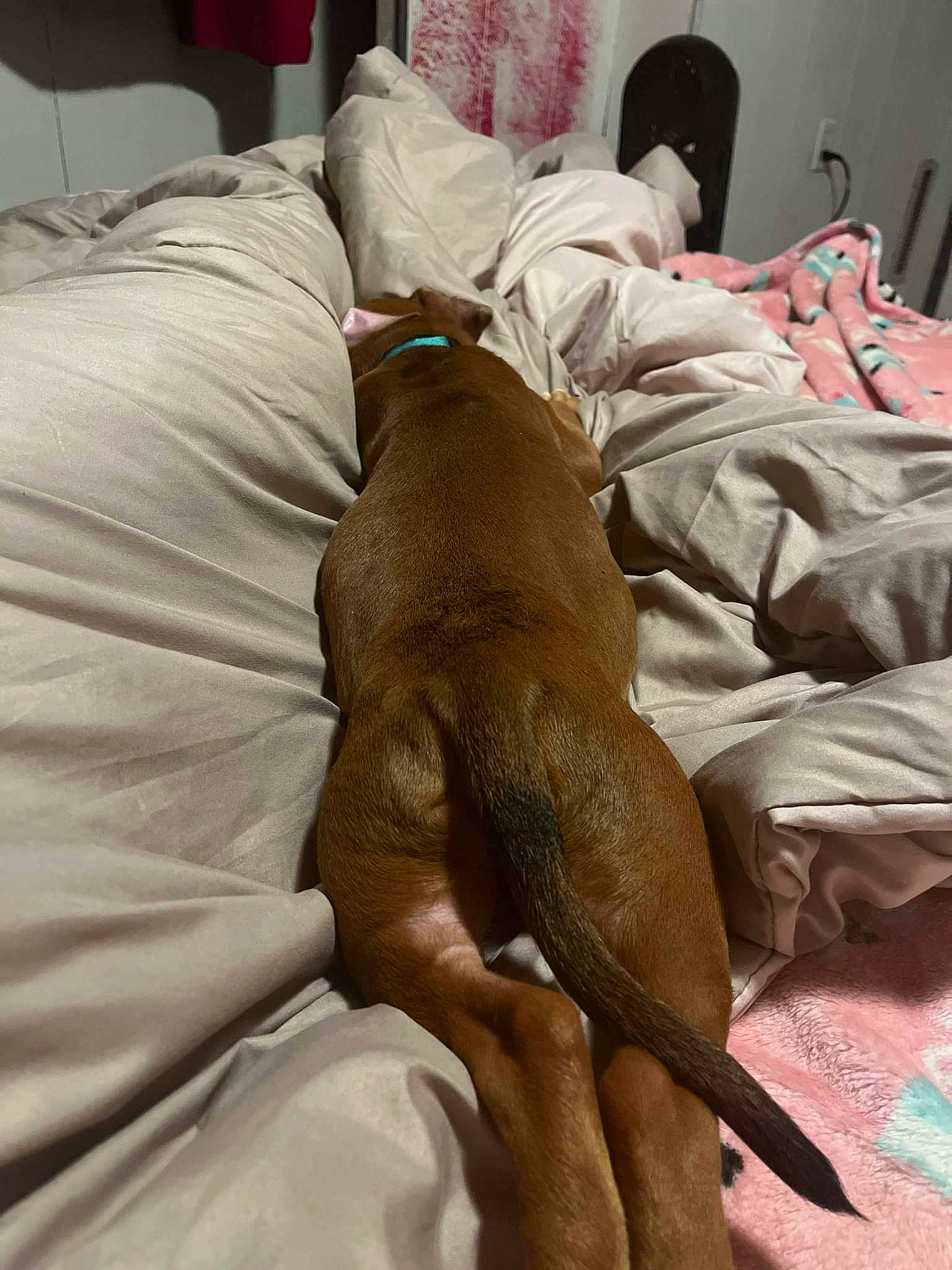 Boss is registered to the contest to win money with this photo: bed, bed_sheet, bedding, canidae, carnivore, comfort, companion_dog, dog, dog_breed, duvet, fawn, flooring, guard_dog, hardwood, linens, liver, nap, room, sporting_group, working_animal