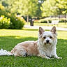 attentive, bench, bokeh, dog, ears_up, eyes, fluffy, grass, lawn, lying_down, muzzle, outdoors, park, pet, portrait, small_dog, sunny, tan_fur, trees, white_fur