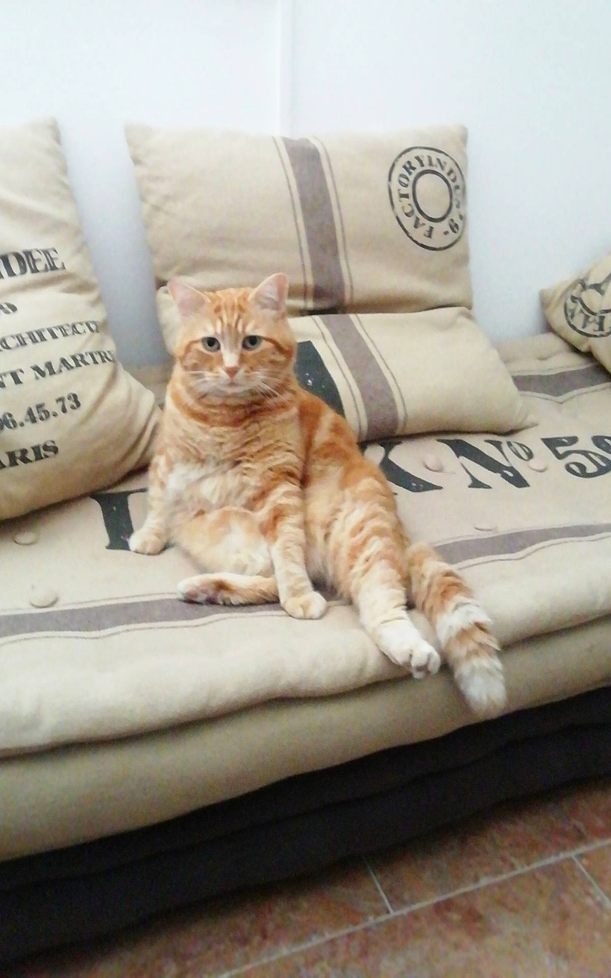 Nounou participe au concours pour gagner de l'argent avec cette photo : bedding, carnivore, cat, cat_supply, comfort, couch, domestic_short_haired_cat, felidae, floor, flooring, furniture, hardwood, linens, pillow, small_to_medium_sized_cats, studio_couch, tail, textile, whiskers, wood