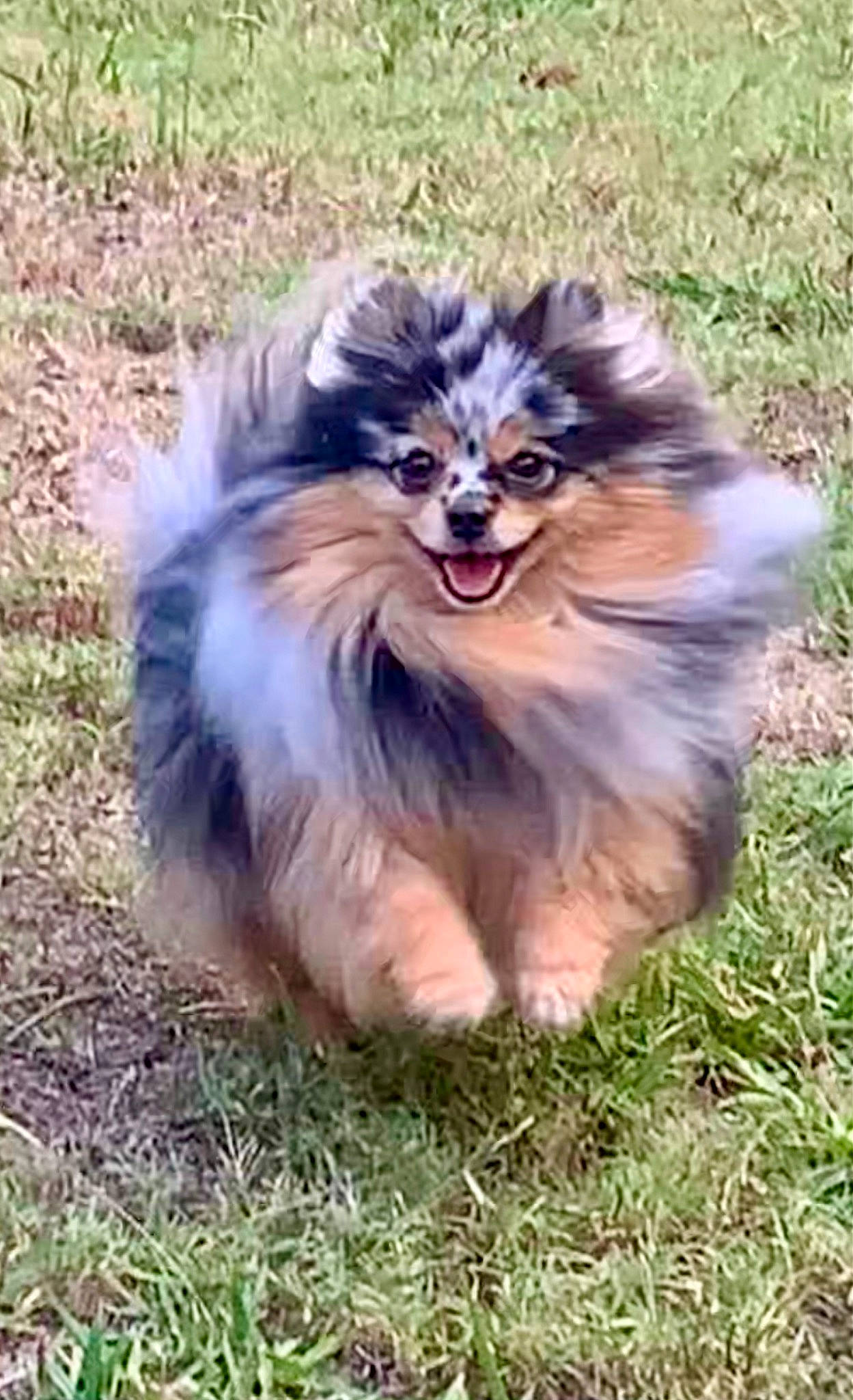 Fancy is registered to the contest to win money with this photo: canidae, carnivore, companion_dog, dog, dog_breed, eye, fang, felidae, fur, grass, happy, head, liver, plant, smile, snout, sporting_group, terrestrial_animal, whiskers, wildlife