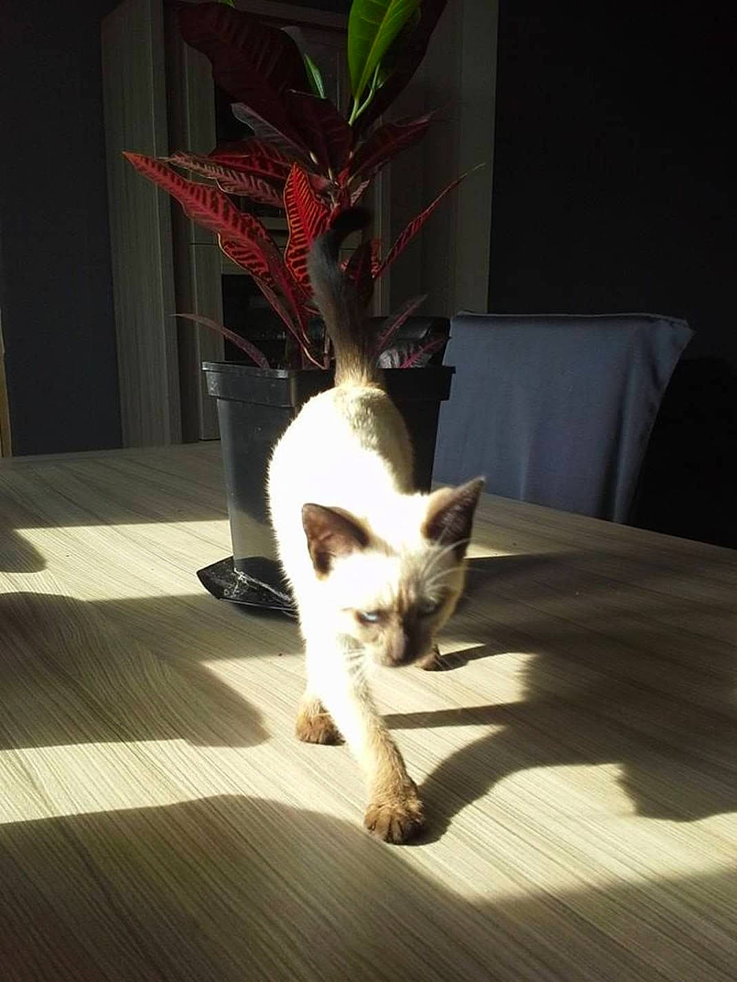 Chipie participe au concours pour gagner de l'argent avec cette photo : carnivore, cat, comfort, couch, fawn, felidae, floor, flooring, flowerpot, fur, hardwood, houseplant, linens, plant, room, small_to_medium_sized_cats, table, tail, whiskers, wood