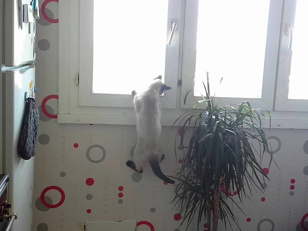 Chipie a rejoint le concours — aidez-le/la à gagner de superbes lots ! ceiling, event, fixture, floor, flooring, glass, hardwood, home, household_supply, houseplant, interior_design, plant, room, sash_window, tail, twig, window, window_covering, window_treatment, wood