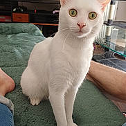 Kenny a rejoint le concours — aidez-le/la à gagner de superbes lots ! cat, white_cat, green_eyes, pet, indoor, living_room, blanket, furniture, television, people_on_tv, cat_tree, radiator, human_leg, foot, jeans, glass_table, cozy, curious, sitting, close_up