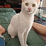 cat, white_cat, green_eyes, pet, indoor, living_room, blanket, furniture, television, people_on_tv, cat_tree, radiator, human_leg, foot, jeans, glass_table, cozy, curious, sitting, close_up