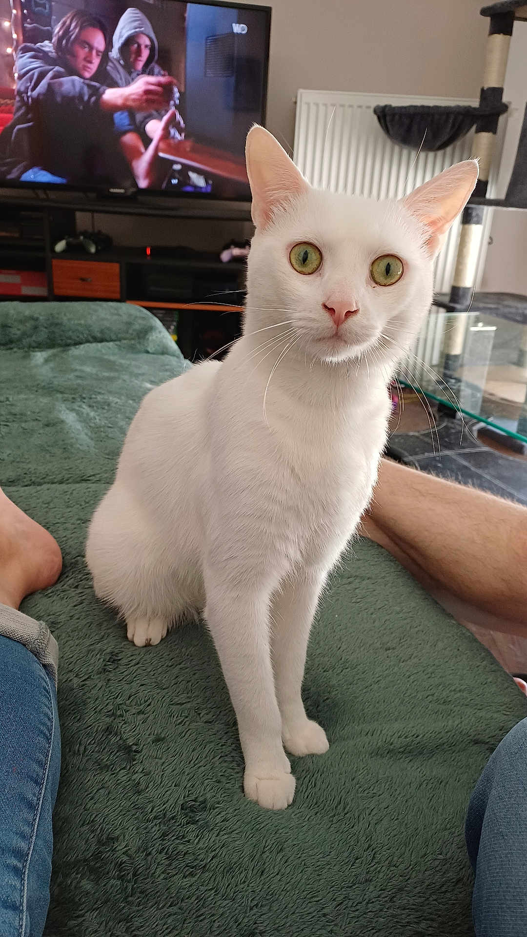Kenny a rejoint le concours — aidez-le/la à gagner de superbes lots ! cat, white_cat, green_eyes, pet, indoor, living_room, blanket, furniture, television, people_on_tv, cat_tree, radiator, human_leg, foot, jeans, glass_table, cozy, curious, sitting, close_up