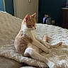 Bambi participe au concours pour gagner de l'argent avec cette photo : cat, orange_cat, white_cat, pet, animal, sitting, lounging, bed, blanket, bedroom, indoors, radiator, wallpaper, furniture, fluffy, long_tail, whiskers, ears, relaxed, portrait