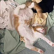 Bambi a rejoint le concours — aidez-le/la à gagner de superbes lots ! cat, orange_and_white, lying_down, belly_up, sleeping, relaxed, pet, animal, furry, whiskers, pink_nose, paws, tail, bed, blanket, clothing, laundry, bedroom, indoor, funny