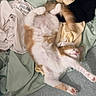 cat, orange_and_white, lying_down, belly_up, sleeping, relaxed, pet, animal, furry, whiskers, pink_nose, paws, tail, bed, blanket, clothing, laundry, bedroom, indoor, funny