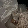 Bambi participe au concours pour gagner de l'argent avec cette photo : cat, kitten, orange_and_white, fluffy, sleeping, bed, blanket, bedding, pillow, indoors, cozy, relaxed, upside_down, peeking, pet, feline, whiskers, pink_nose, closeup, portrait