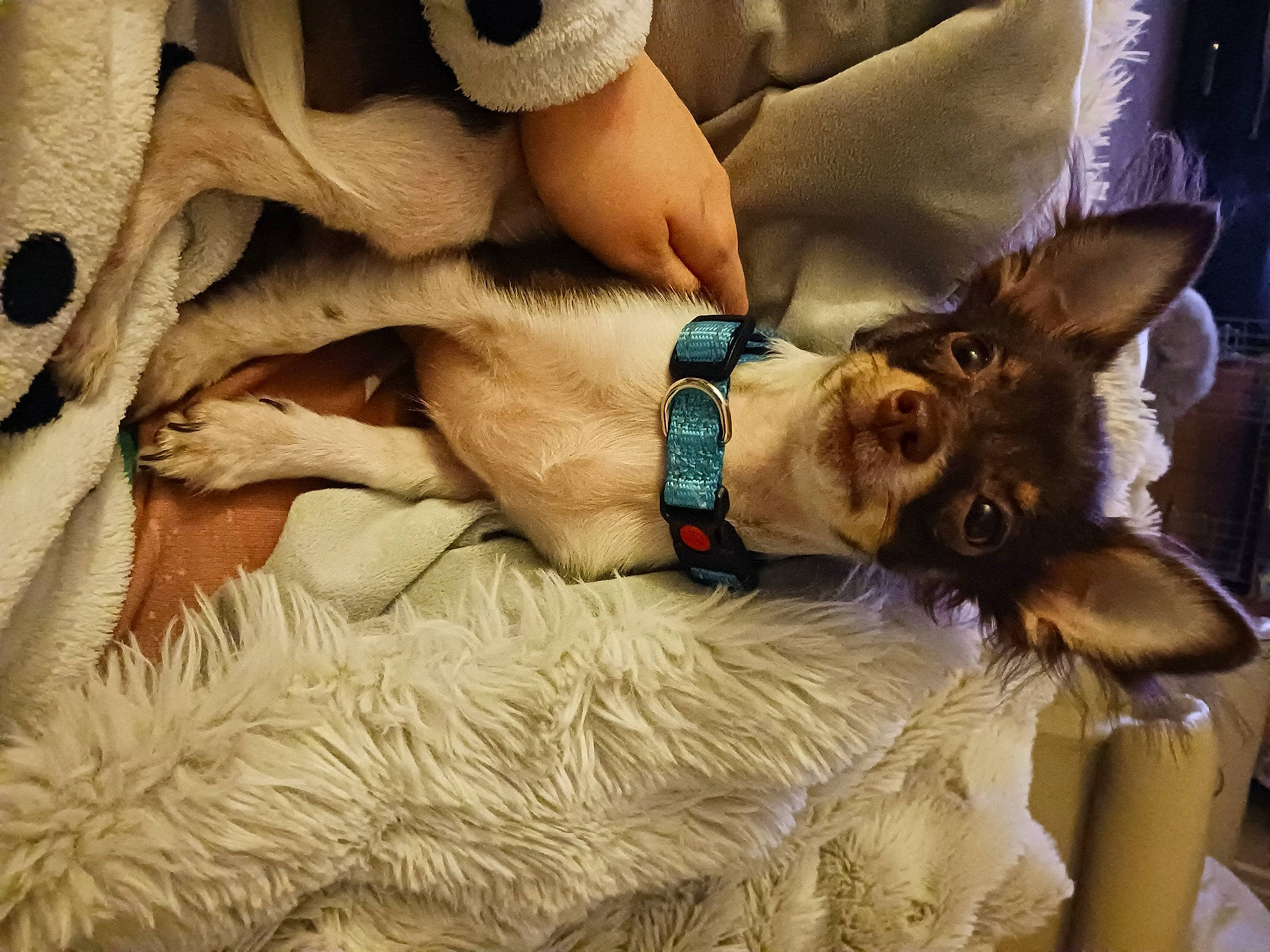 Rolo is registered to the contest to win money with this photo: abdomen, bed, bedding, canidae, carnivore, comfort, companion_dog, couch, dog, dog_breed, fawn, felidae, fur, human_leg, linens, nap, sporting_group, thigh, toy_dog, working_animal