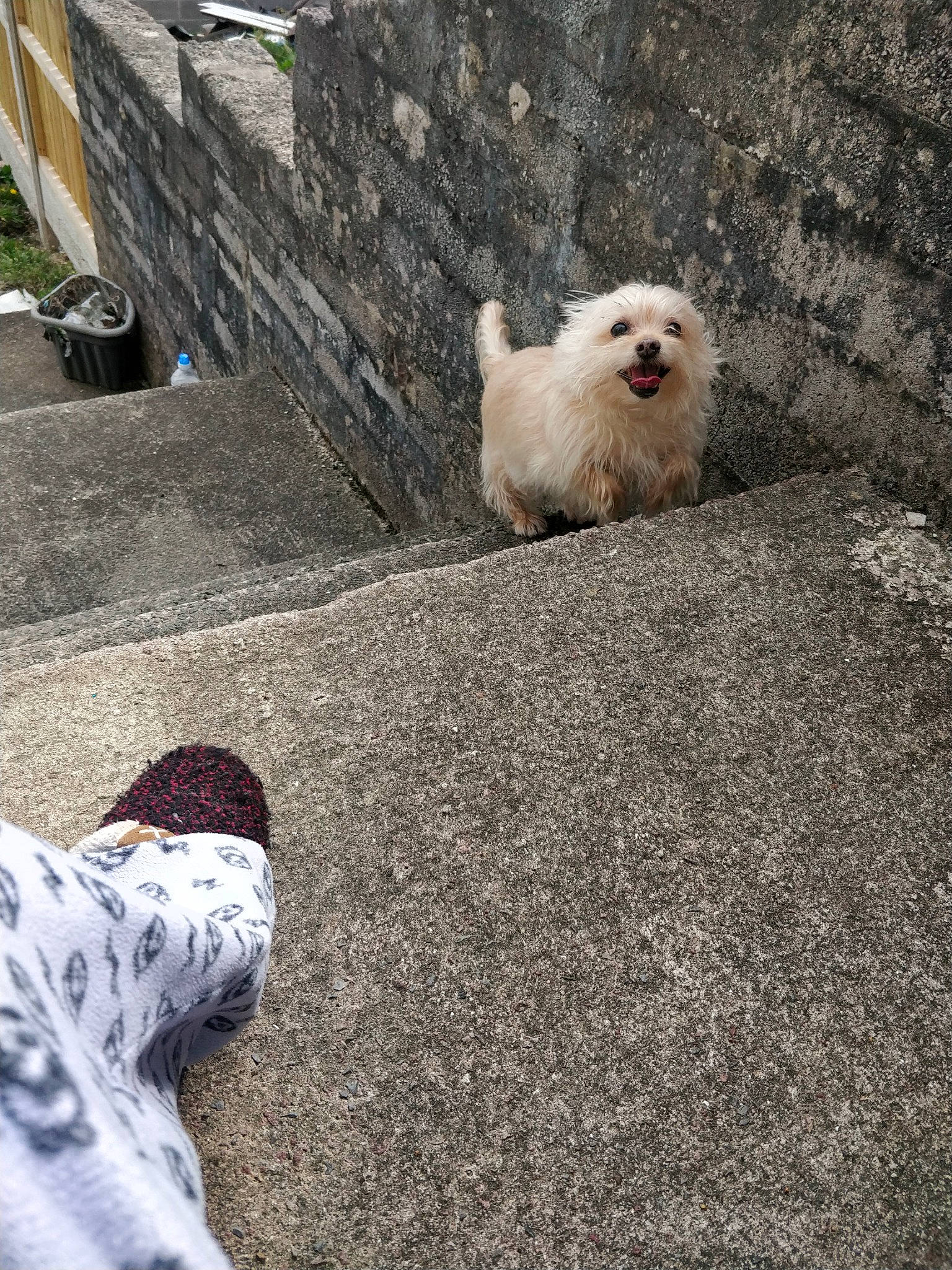 Charlie is registered to the contest to win money with this photo: asphalt, carnivore, companion_dog, concrete, dog_breed, fawn, flooring, fur, grass, grey, landscape, mammal, road_surface, sitting, soil, spitz, tail, terrestrial_animal, tints_and_shades, toy_dog