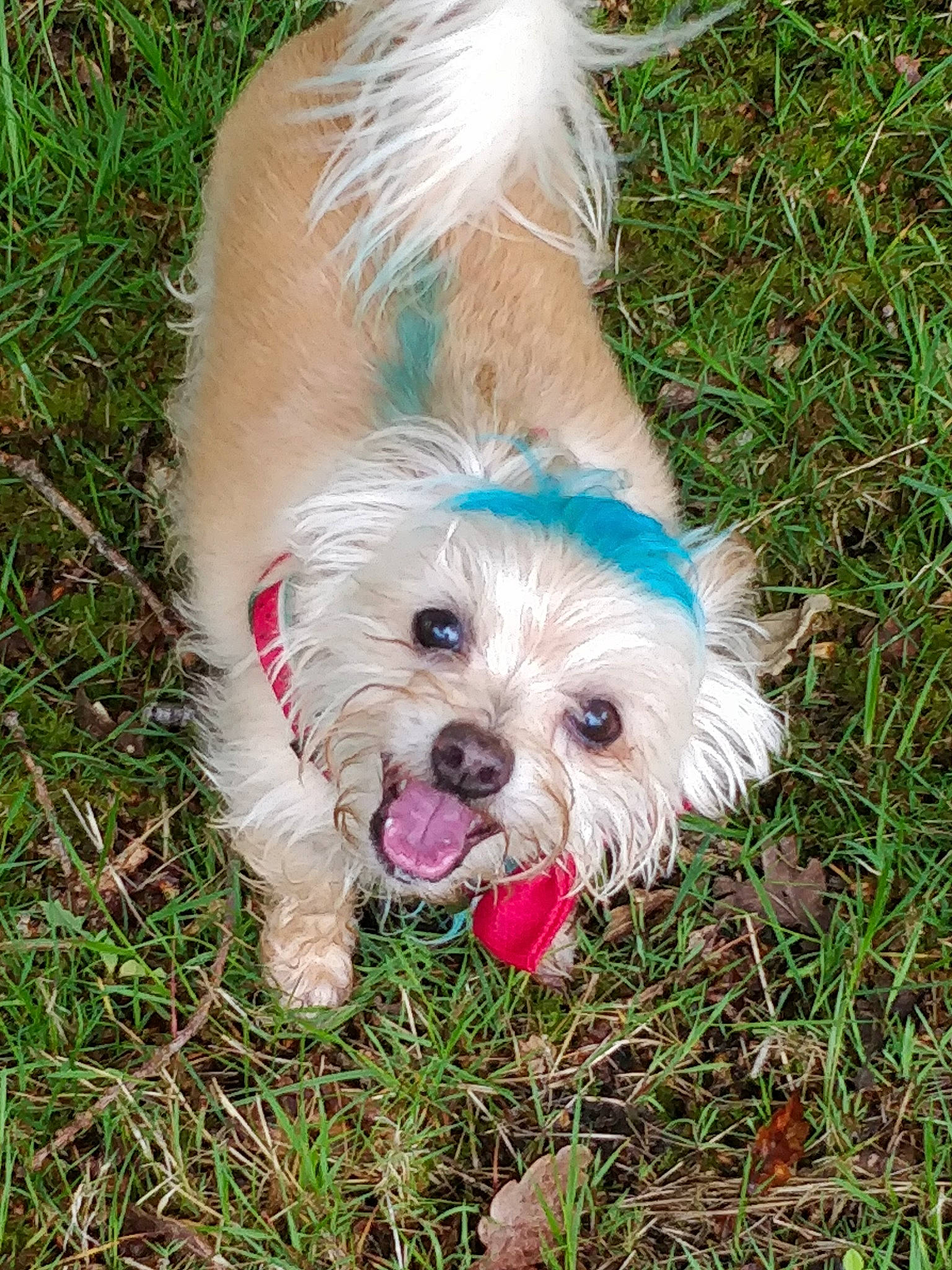 Charlie is registered to the contest to win money with this photo: canidae, carnivore, cockapoo, companion_dog, corn_on_the_cob, dog, dog_breed, dog_clothes, dog_supply, grass, liver, plant, shih_poo, small_terrier, snout, sporting_group, terrier, toy_dog, water_dog, working_animal