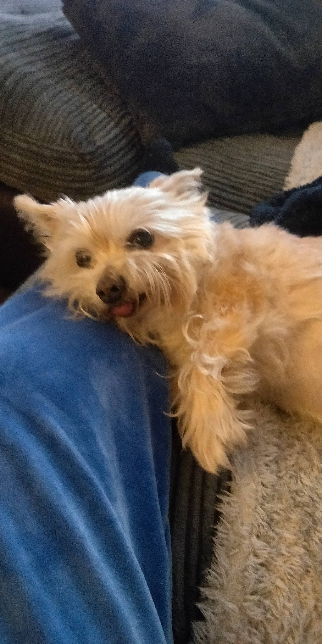 Charlie is registered to the contest to win money with this photo: biewer_terrier, canidae, carnivore, companion_dog, dog, dog_breed, dog_supply, ear, fawn, fur, maltepoo, non_sporting_group, small_terrier, snout, sporting_group, terrestrial_animal, terrier, toy_dog, working_animal, yorkipoo