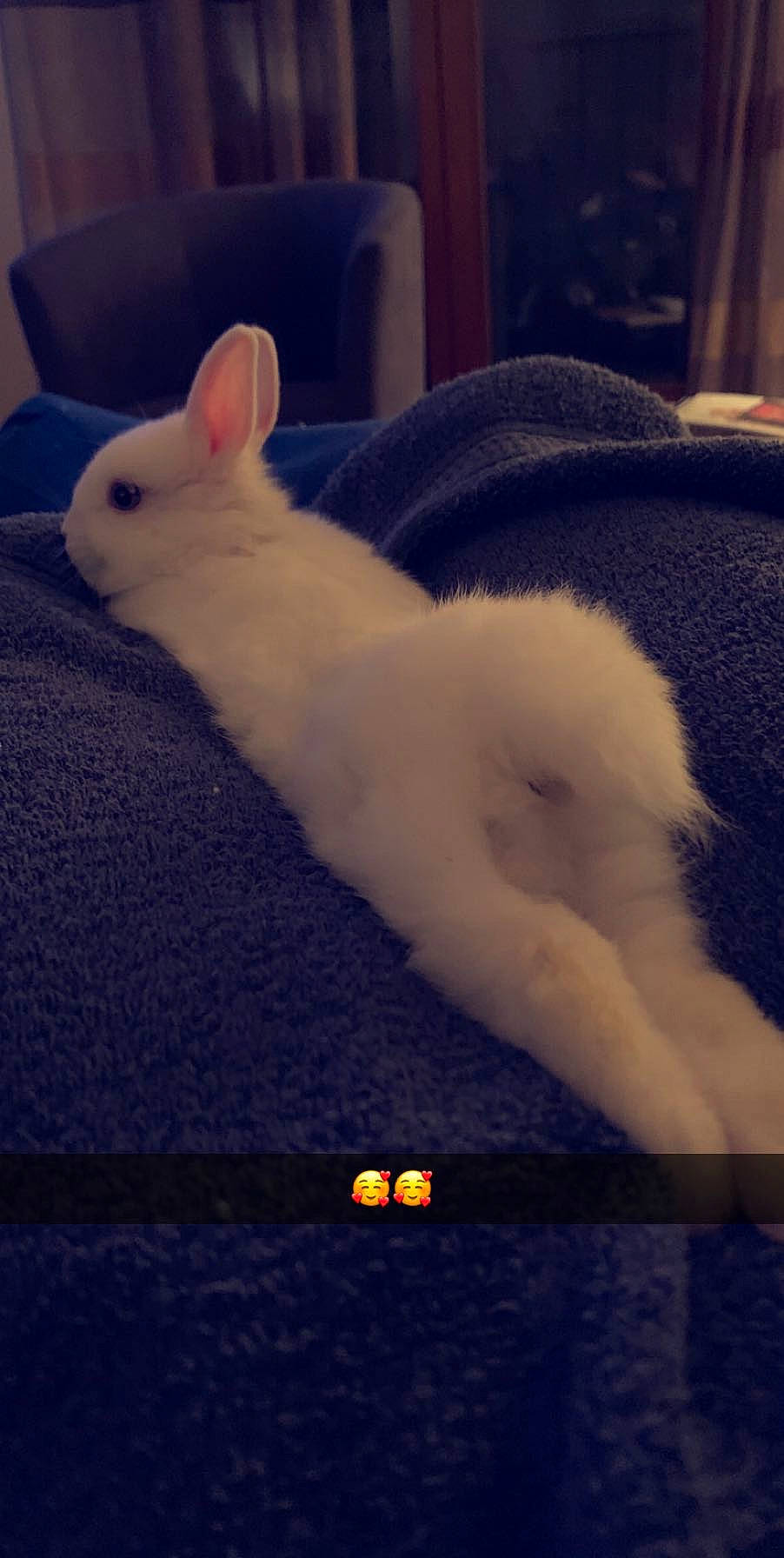 Lévis a rejoint le concours — aidez-le/la à gagner de superbes lots ! domestic_rabbit, ear, nose, rabbit, rabbits_and_hares, rat, sky, tail, whiskers