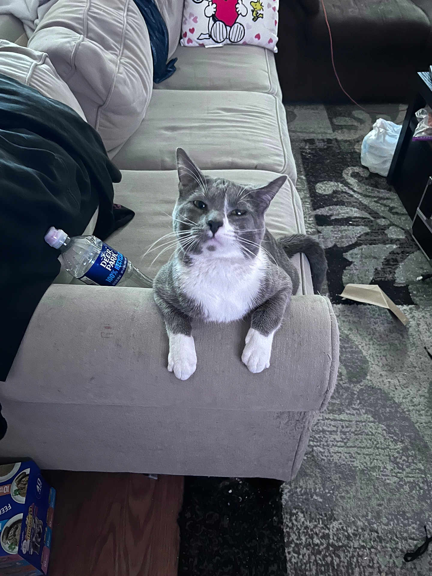 Dusty joined the competition — help win amazing prizes! cat, gray_cat, white_paws, couch, armrest, living_room, water_bottle, pillow, cartoon_print, rug, floor, indoor, pet, feline, curious, sitting, looking_at_camera, cozy, furniture, home