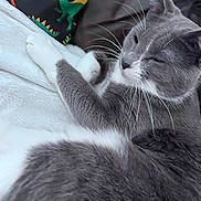 Dusty is registered to the contest to win money with this photo: cat, gray_cat, white_cat, pet, animal, whiskers, fur, blanket, soft_texture, pouch, dinosaur_pattern, relaxed, indoor, resting, closeup, cute, cozy, sleepy, domestic_cat, feline