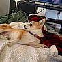 dog, small_dog, tan_and_white, collar, blanket, fleece_blanket, plaid_blanket, indoor, television, furniture, couch, relaxed, pet, animal, living_room, home, cozy, resting, canine, companion