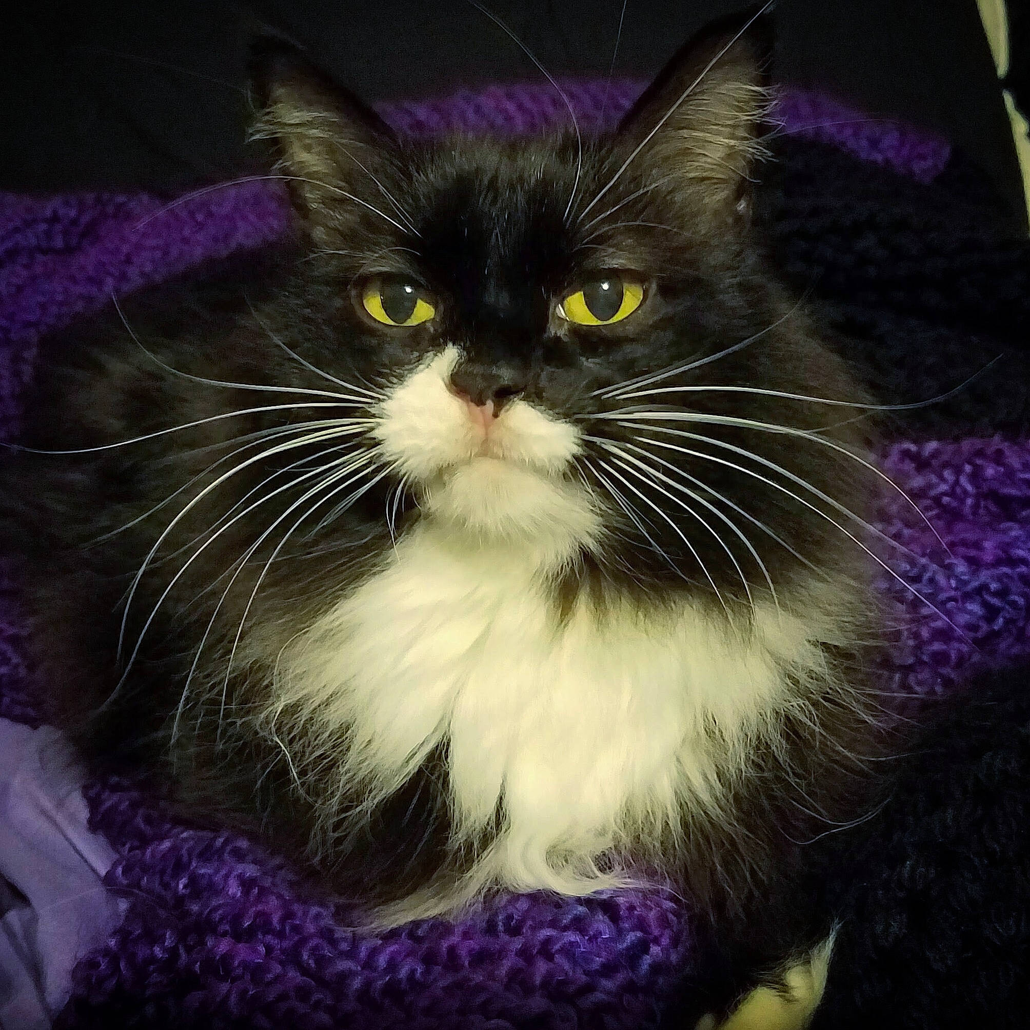 Mizery is registered to the contest to win money with this photo: american_wirehair, carnivore, cat, domestic_long_haired_cat, domestic_short_haired_cat, felidae, kitten, norwegian_forest_cat, ragamuffin, small_to_medium_sized_cats, snout, whiskers