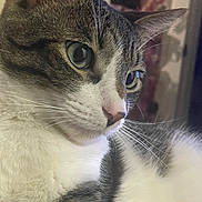 Bowie is registered to the contest to win money with this photo: animal, cat, close_up, curious, cute, domestic_cat, face, feline, fur, green_eyes, indoor, looking_away, mammal, pet, portrait, side_view, soft_light, striped_fur, whiskers, white_fur