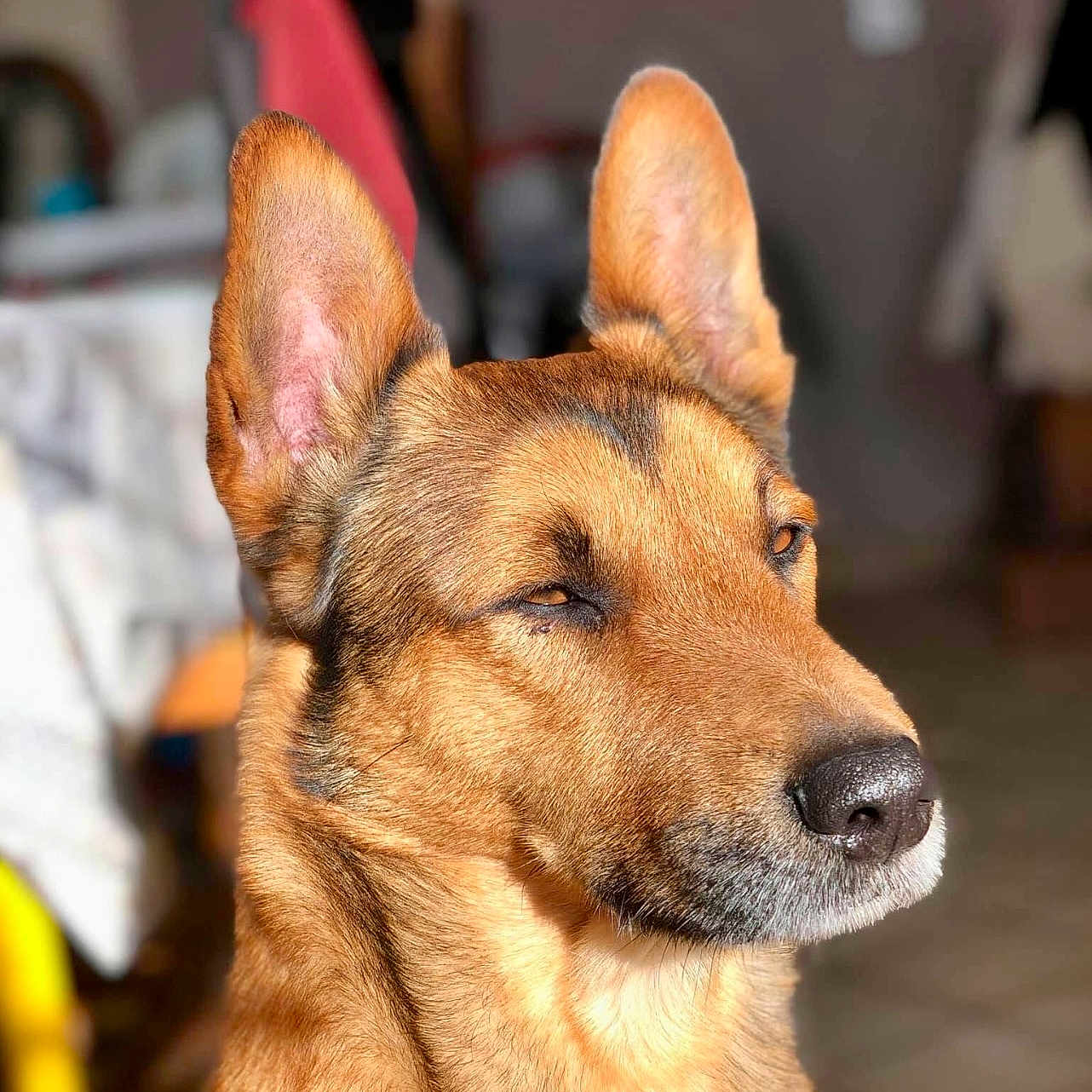 Shadow participe au concours pour gagner de l'argent avec cette photo : dog, canine, pet, portrait, indoor, sunlight, ears, fur, brown, closeup, animal, muzzle, snout, expression, relaxed, domestic, face, whiskers, background_blur, household