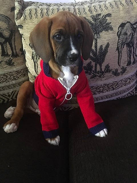 Light a rejoint le concours — aidez-le/la à gagner de superbes lots ! beagador, boxer, canidae, carnivore, companion_dog, dog, dog_breed, fawn, mammal, outerwear, pointer, puggle, puppy, rare_breed_dog, sporting_group, vertebrate