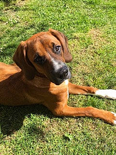 Light participe au concours pour gagner de l'argent avec cette photo : bavarian_mountain_hound, black_mouth_cur, canidae, carnivore, companion_dog, coonhound, dog, dog_breed, grass, hanover_hound, hound, mammal, mountain_cur, rare_breed_dog, redbone_coonhound, rhodesian_ridgeback, snout, tosa, tyrolean_hound, vertebrate