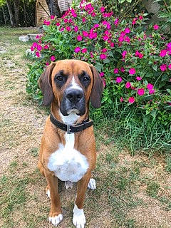 Light participe au concours pour gagner de l'argent avec cette photo : beagle, beagle_harrier, black_mouth_cur, boxer, canidae, carnivore, dog, dog_breed, fawn, hound, hunting_dog, mammal, mountain_cur, portuguese_pointer, posavac_hound, rare_breed_dog, serbian_hound, sporting_group, treeing_walker_coonhound, vertebrate