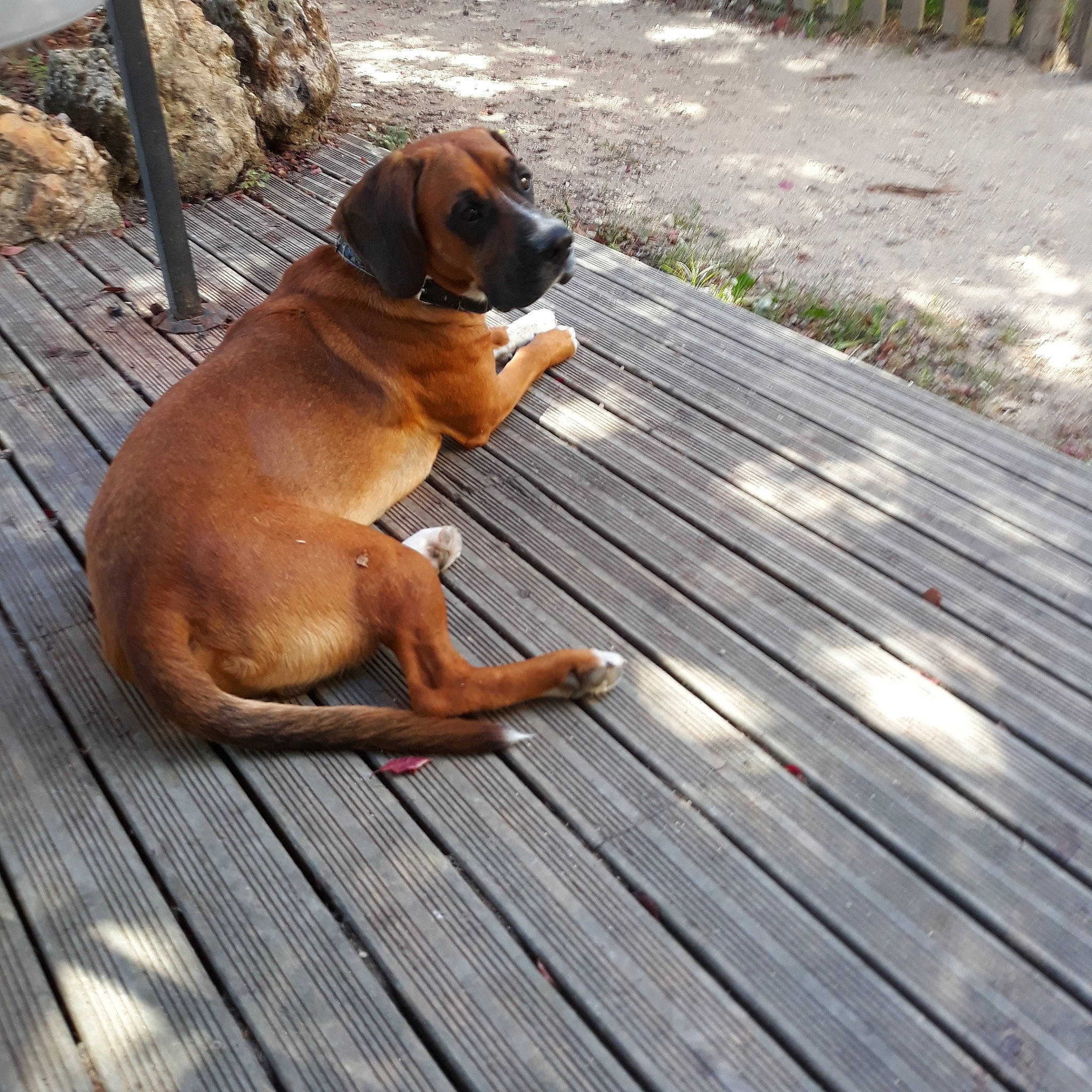 Light participe au concours pour gagner de l'argent avec cette photo : bavarian_mountain_hound, black_mouth_cur, boerboel, boxer, bullmastiff, canidae, carnivore, companion_dog, dog, dog_breed, fawn, korean_mastiff, tosa, wood