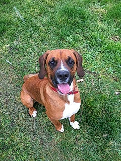 Light participe au concours pour gagner de l'argent avec cette photo : basset_hound, beagador, beagle, black_mouth_cur, boxer, canidae, carnivore, companion_dog, dog, dog_breed, fawn, hound, hunting_dog, mammal, mountain_cur, posavac_hound, rare_breed_dog, tosa, treeing_walker_coonhound, vertebrate