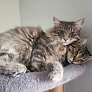 Vega Et Venus a rejoint le concours — aidez-le/la à gagner de superbes lots ! animal, cat, companions, cozy, cute, cute_animals, domestic_cat, ears, feline, fluffy, fur, gray, indoor, perch, pets, portrait, relaxed, resting, snuggling, whiskers