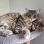 animal, cat, companions, cozy, cute, cute_animals, domestic_cat, ears, feline, fluffy, fur, gray, indoor, perch, pets, portrait, relaxed, resting, snuggling, whiskers