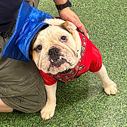 Wilggles is registered to the contest to win money with this photo: animal, bulldog, canine, celebration, companion, costume, cute, dog, friendship, funny, graduation_cap, grass, hand, looking_up, outdoor, paw, person, pet, portrait, red_jersey