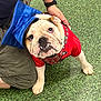 animal, bulldog, canine, celebration, companion, costume, cute, dog, friendship, funny, graduation_cap, grass, hand, looking_up, outdoor, paw, person, pet, portrait, red_jersey