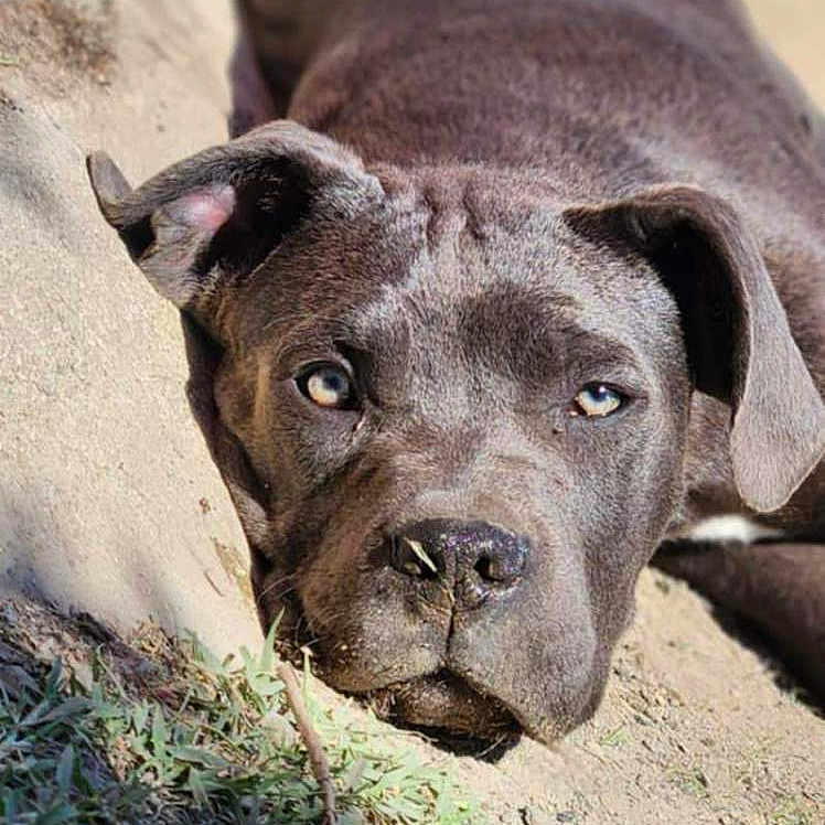 Athéna a rejoint le concours — aidez-le/la à gagner de superbes lots ! animal, black_dog, canine, close_up, daylight, dirt, dog, ears, expression, eyes, grass, lying_down, nature, nose, outdoor, pet, portrait, relaxed, resting, sunlight