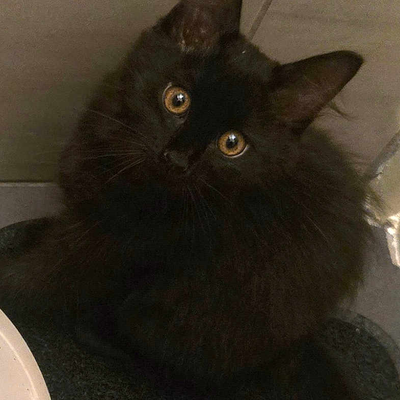 Loki participe au concours pour gagner de l'argent avec cette photo : black_cat, cat, fluffy, fur, golden_eyes, pet, animal, portrait, indoors, bathroom, tile, floor, sitting, tail, long_hair, whiskers, pointed_ears, cute, dark_fur, photography