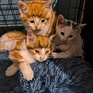 Saiko participe au concours pour gagner de l'argent avec cette photo : kitten, cat, animal, pet, fur, cage, blue_blanket, orange_and_white, white_and_gray, cute, fluffy, young, indoor, soft_light, snuggling, resting, small, adorable, feline, closeup