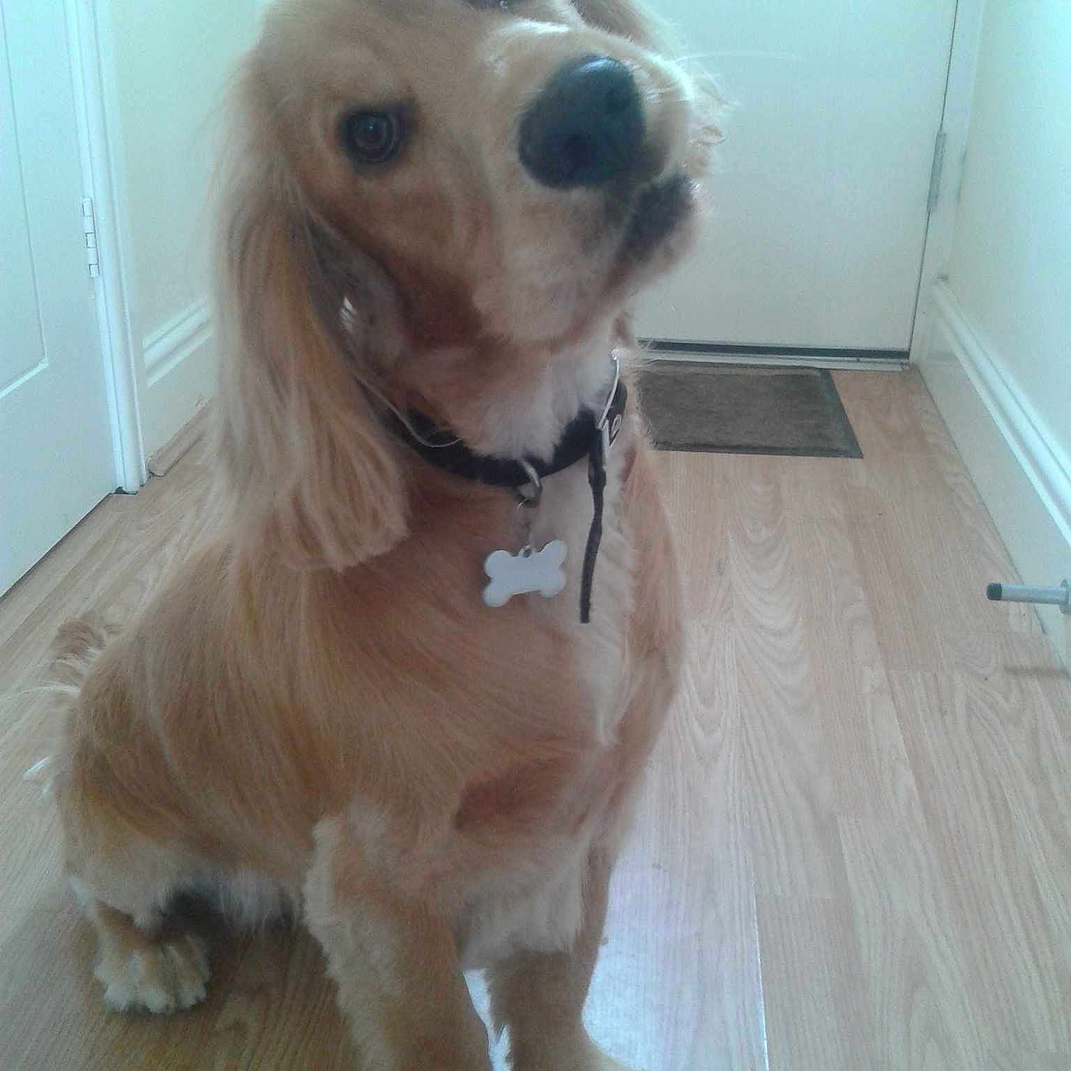 Cookie