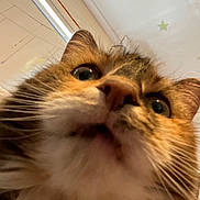 Sheba joined the competition — help win amazing prizes! cat, close_up, face, whiskers, fur, nose, eyes, mouth, indoor, ceiling, star_sticker, pet, animal, curious, feline, looking_down, portrait, tabby, orange, white