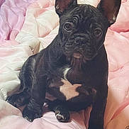 Ellie is registered to the contest to win money with this photo: dog, puppy, french_bulldog, pet, bed, blanket, pink, black_fur, white_patch, ears, paws, portrait, indoor, cute, close_up, bedding, looking_at_camera, young, fur, comfortable